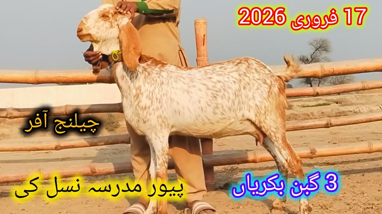 3 مکھی چینیاں گھبن پٹھا 4 ماہ کی عمر چار دانت اور کھیری قیمت 65 ھزار احمد اینیمل فارم 03045896486