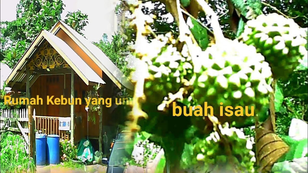 Singah dulu di kebun untuk ambil buah dan menikmati roti canai goreng Kapit sebelum balik ke KCH.