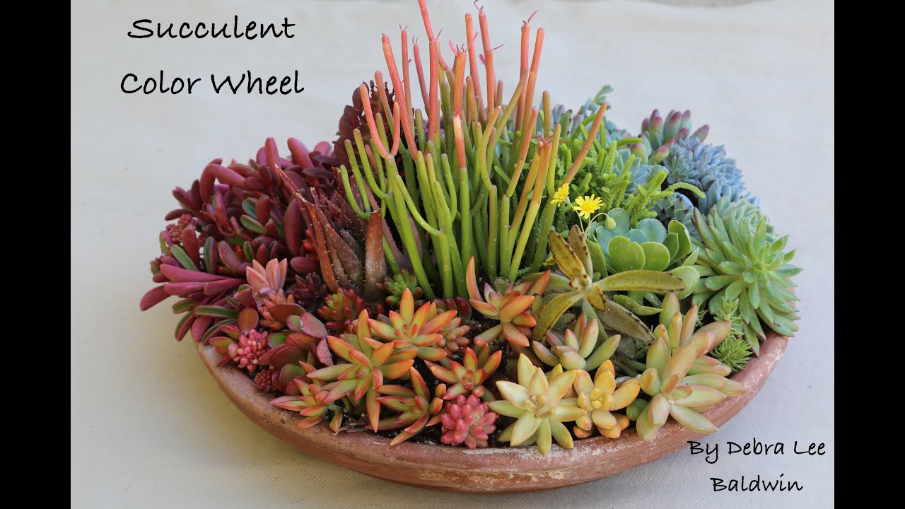 Create a Succulent Color Wheel in a Pot