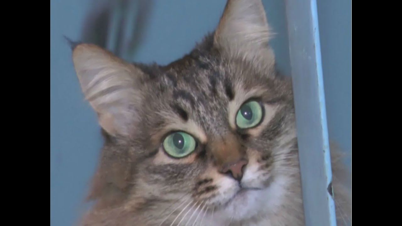 Moskau - Katze rettet Baby vorm K&auml;ltetod