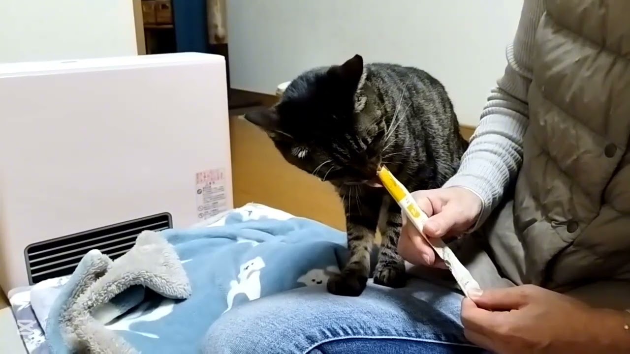 ネコはママとオヤツタイムやねん【よつ葉】１５１５日目