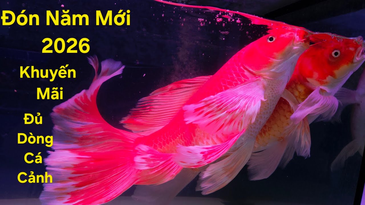 Rộn ràng Khuyến mãi Tết, Cá chép, cá koi, guppy, các dòng cá thủy sinh vừa đẹp lại dễ nuôi