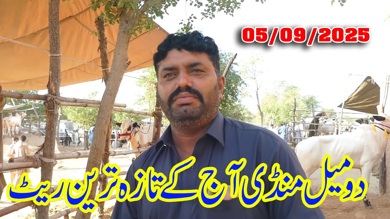 Today Domail Mandi Fatehjang Rate&rsquo;s update05Sep2025-Part01Sunny Video Fateh Jang Cow Mandi 2025