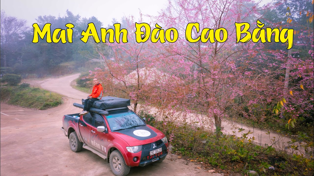 Ngất ngây giữ vườn Mai Anh Đào và rừng trúc huyền ảo ở Nguyên Bình, Cao Bằng