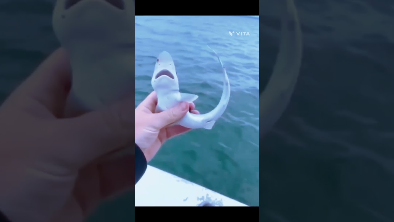 Amazing 🐠🐠🐠.# #cute #shortfeed #viralreels #youtubeshorts #reels #fish#trend