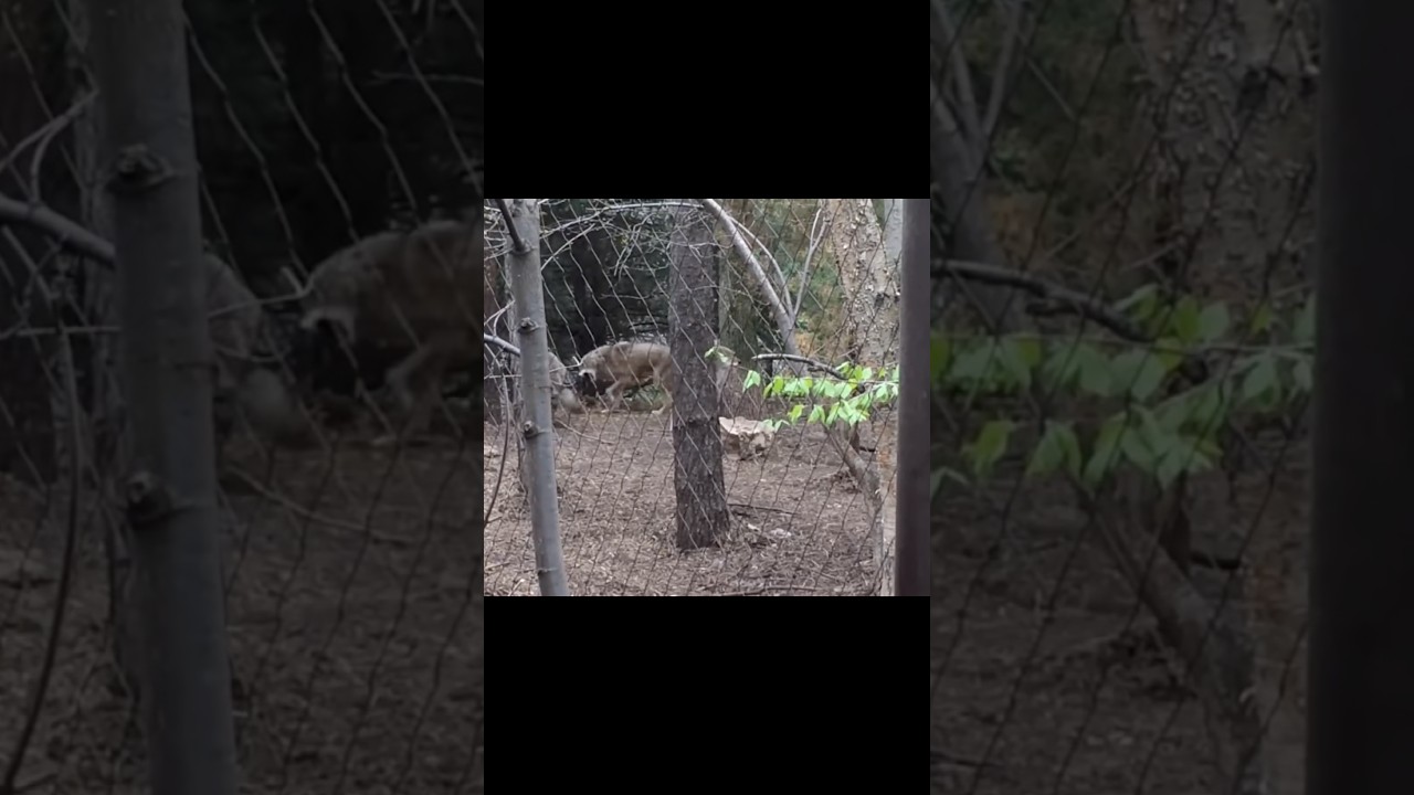 Wolves & Coyotes Howling Scaring Kids At The Zoo!