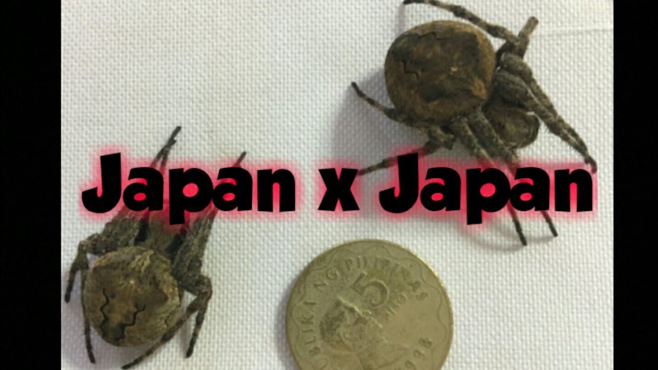 Japan x Japan Giants