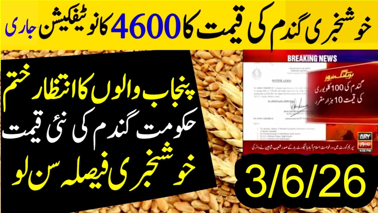 Today Wheat price in punjab/گندم کا ریٹ2026/munjimakki till sarso/Galla mandi rates today2026#gundam