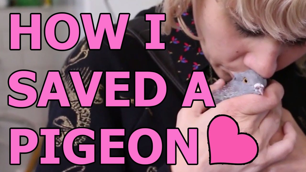 How I Saved a Pigeon: The Road Trip to Rescue Lieutenant Birb!