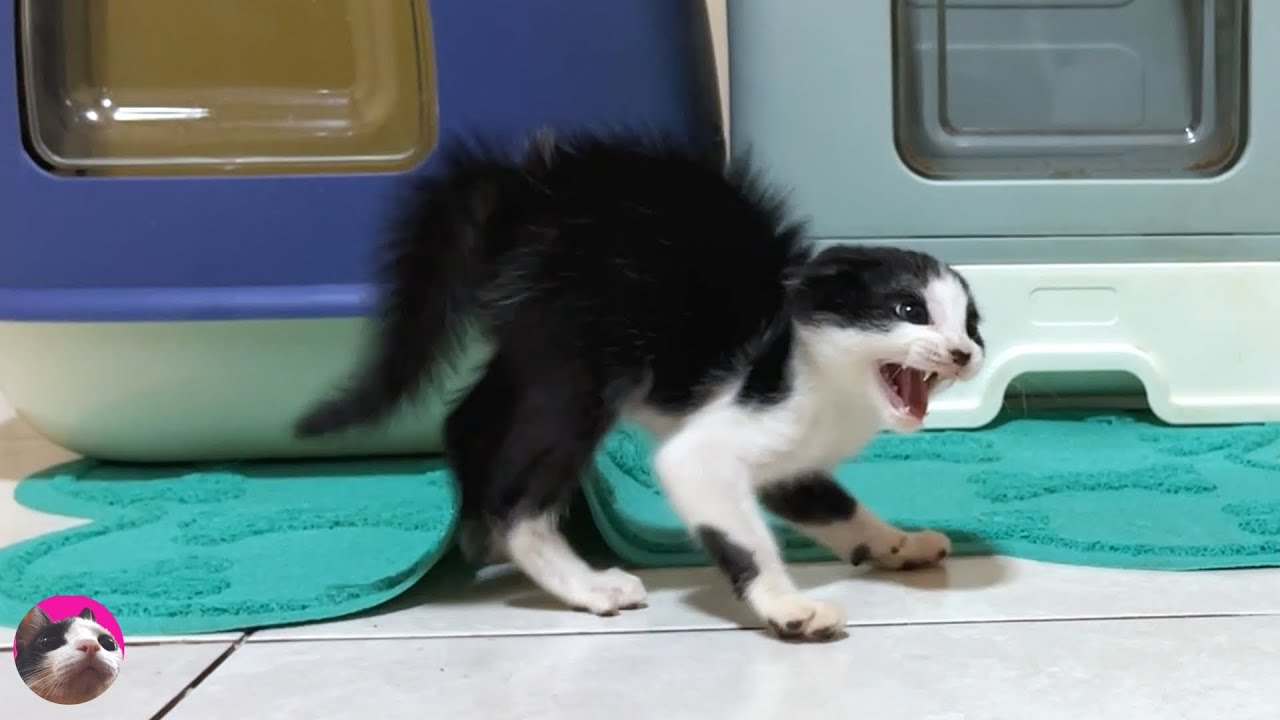 Спасенный котенок, который в ярости от большой кошки