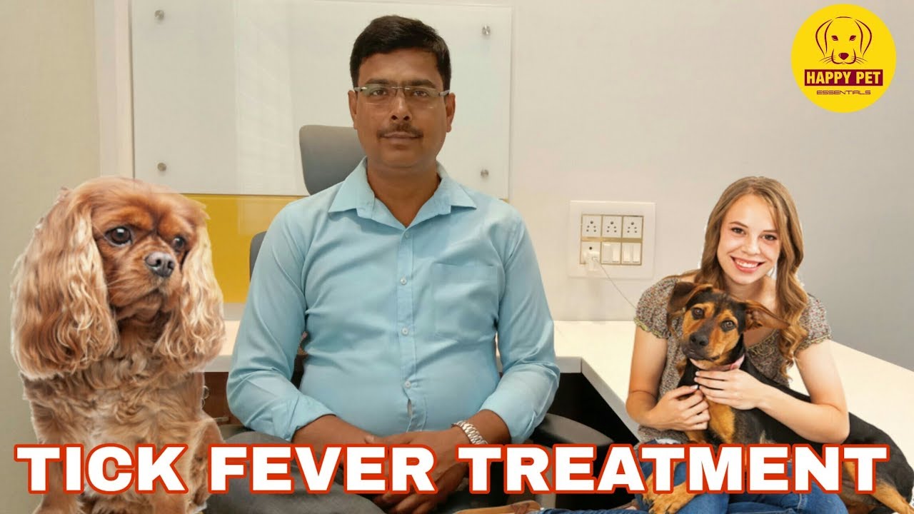 Tick Fever Treatment for Dogs || The Symptoms Of Tick Fever In Dogs || Happypet