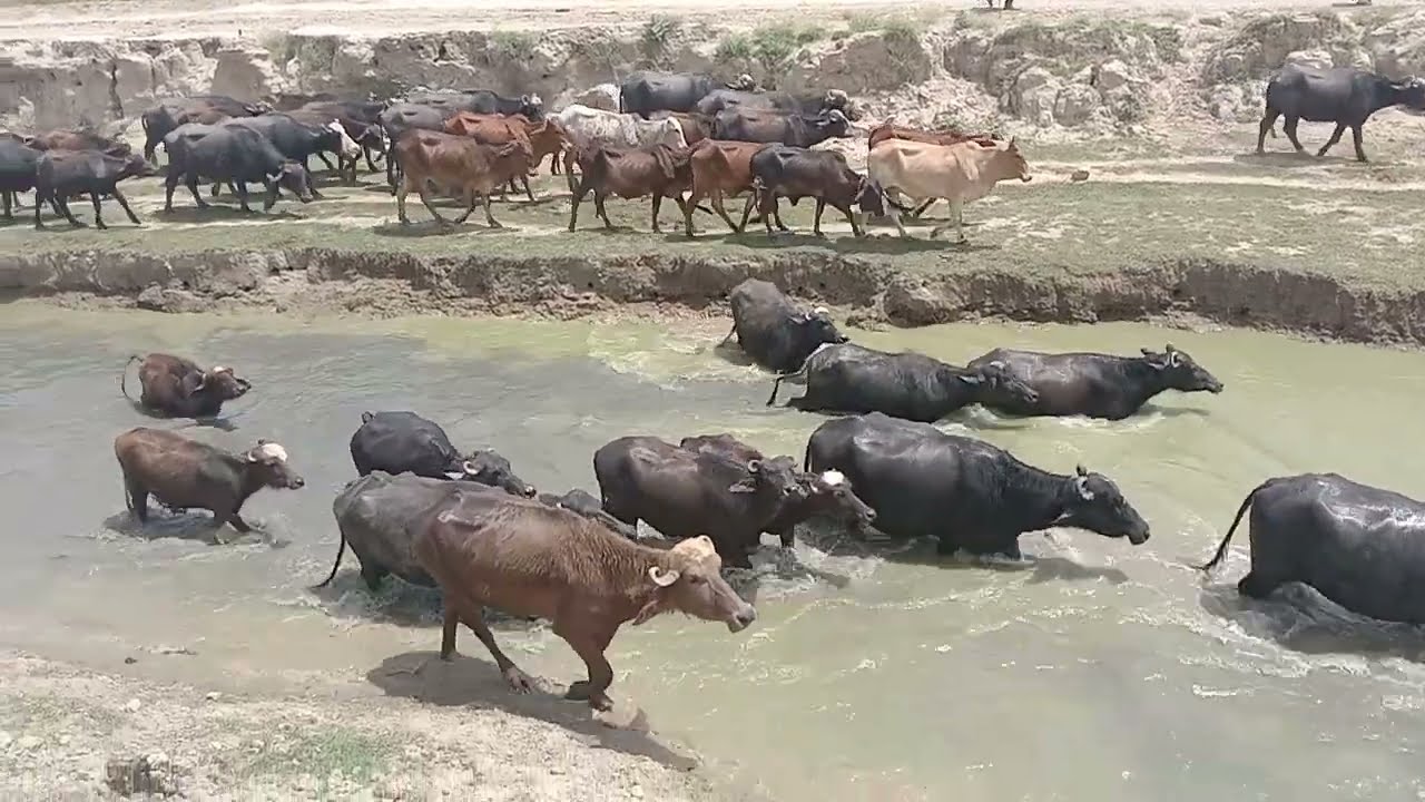 Nili buffaloes flock in nili area