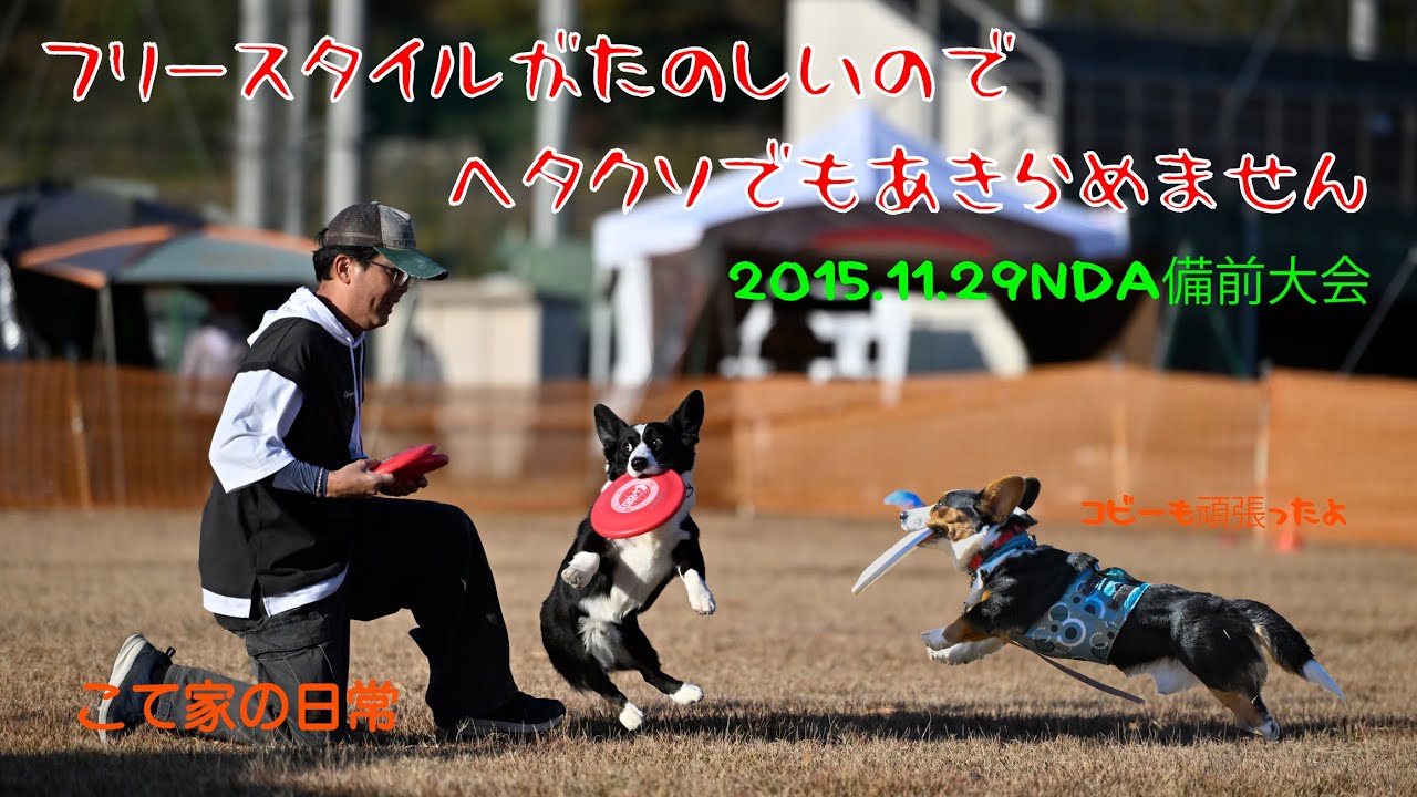 【ディスクドッグ大会参戦記】2025.11.29NDA備前大会に参戦しました【コーギー・カーディガン】
