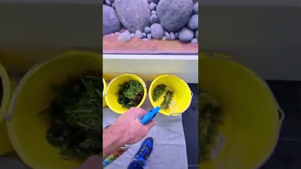 The way from an empty 5,000 liter aquarium to a planted one