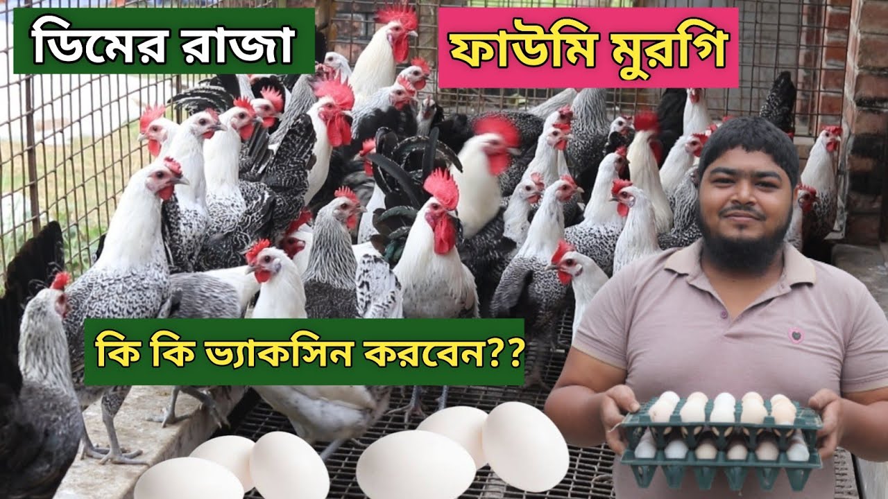 ফাউমি মুরগি পালন পদ্ধতি, কখন কি কি ভ্যাকসিন করতে হয় A~Z আলোচনা Faomi Murgi Palon..