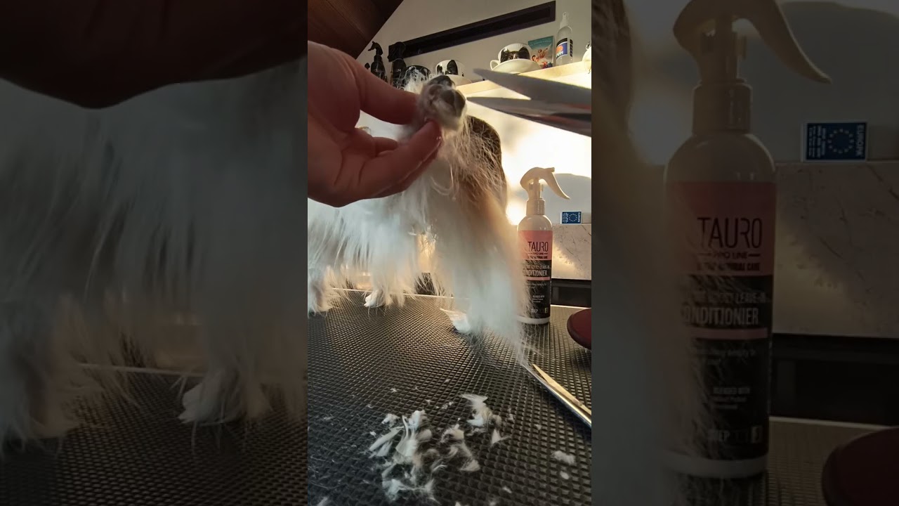 Papillon - pielęgnacja łapek 🐾