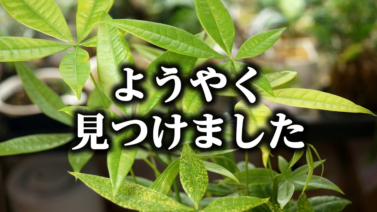 【これが実物です】ある意味レア！？流通しないと言われる観葉植物をついに発見しました…！【挿し木パキラ】