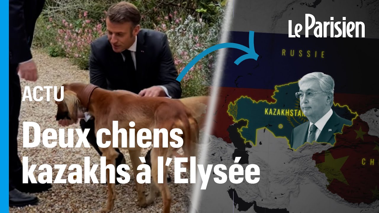 Lévriers offerts par le Kazakhstan à Macron : le symbole d’une alliance stratégique