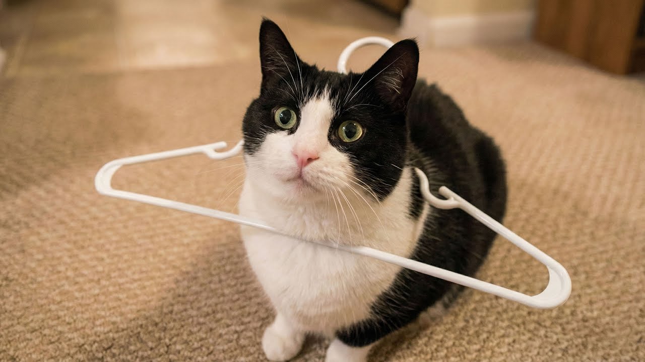 Instant Regret Cat Edition - Funny Cats Compilation