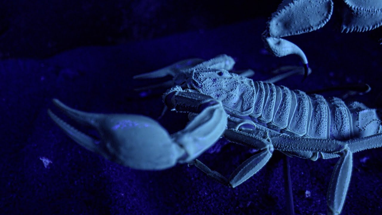 Questo scorpione aspetta il momento giusto per tendere un’imboscata alla sua preda