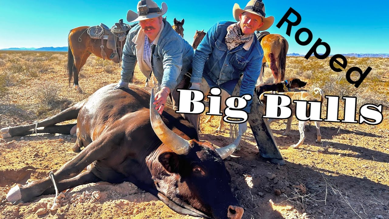 Roping Big Bulls on the Bundy Ranch 