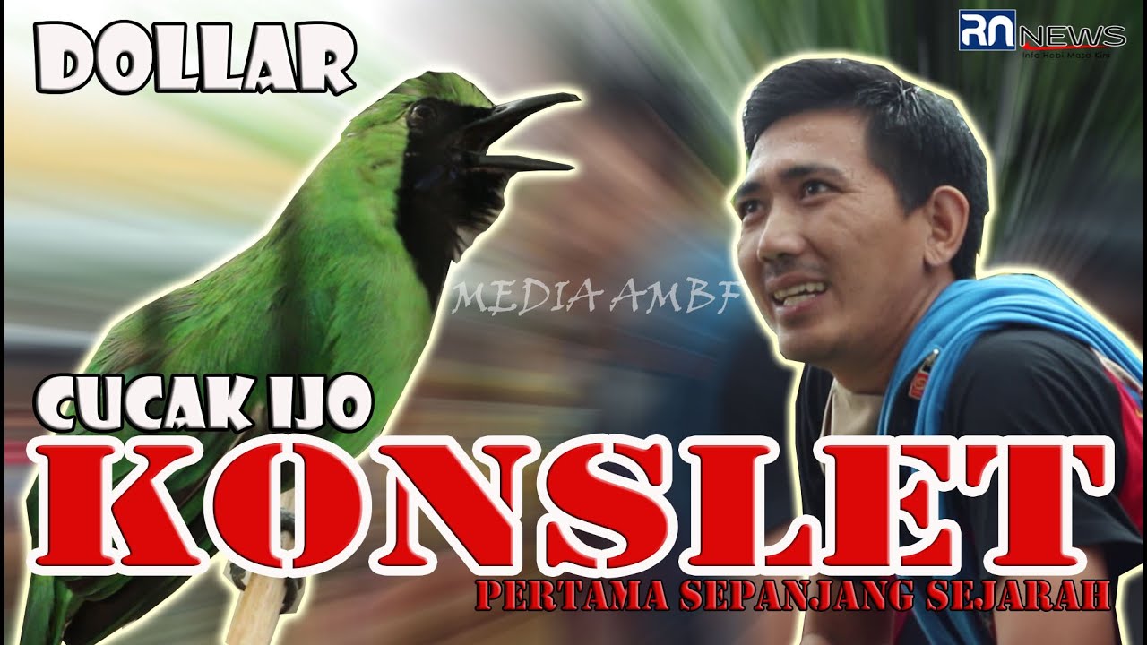 CUCAK IJO DOLLAR - CUCAK IJO KONSLET PERTAMA SEPANJANG SEJARAH