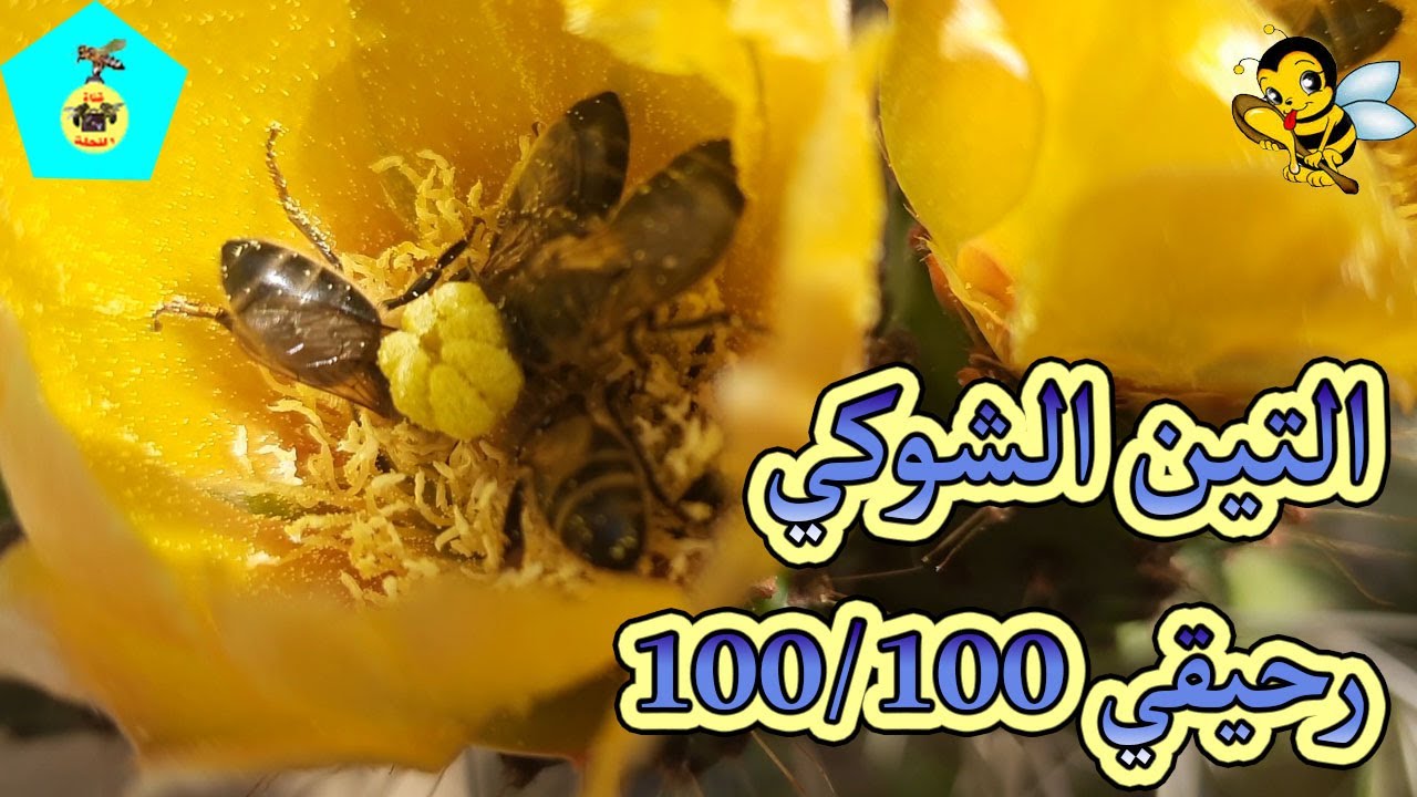 التين الشوكي رحيقي 100/100
