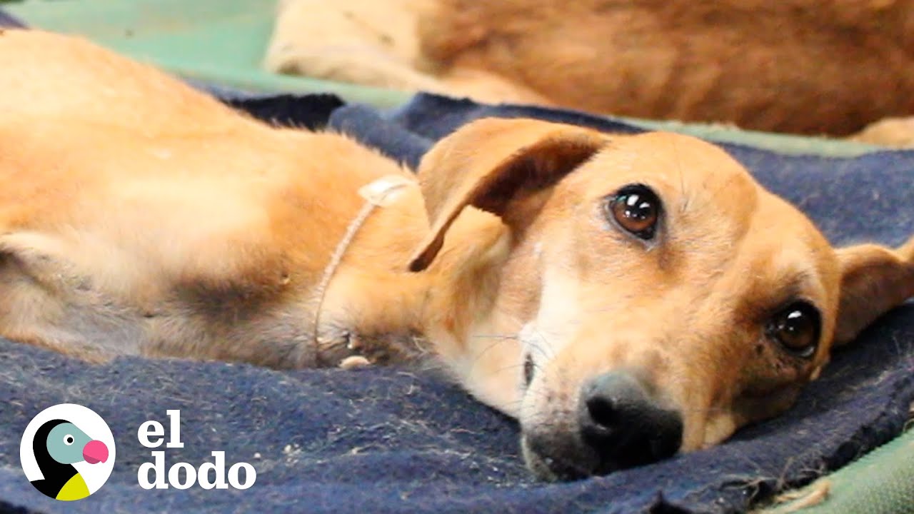 Perro que no pudo ponerse de pie durante 8 semanas ahora adora correr | El Dodo