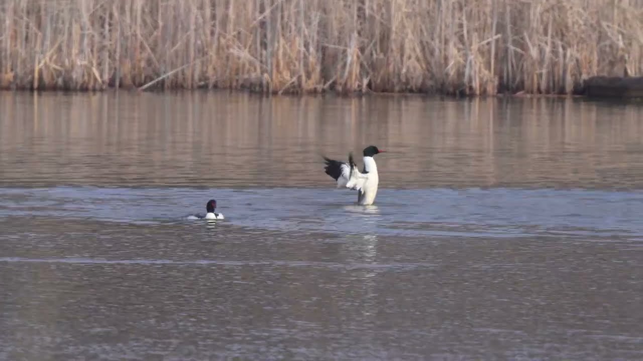 North American Common Mergansers bathe and scurry about on a northern USA Beaver pond