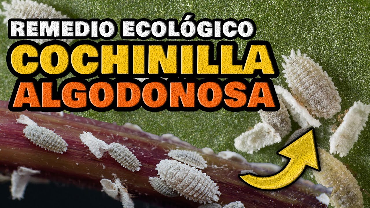 Eliminar las COCHINILLAS en UN DIA | Remedio CASERO para la Cochinilla Algodonosa en las Plantas
