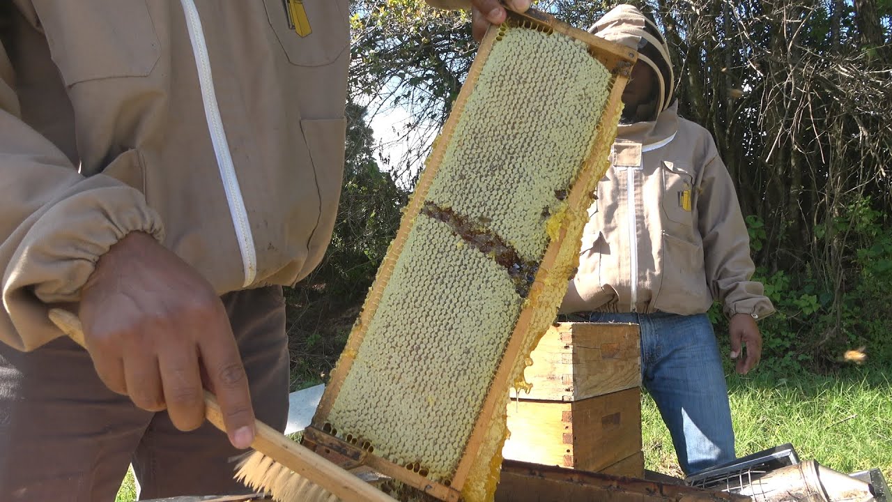 Extracción de miel | ABEJAS  Apis Mellifera | 1800 especies de abejas en México |