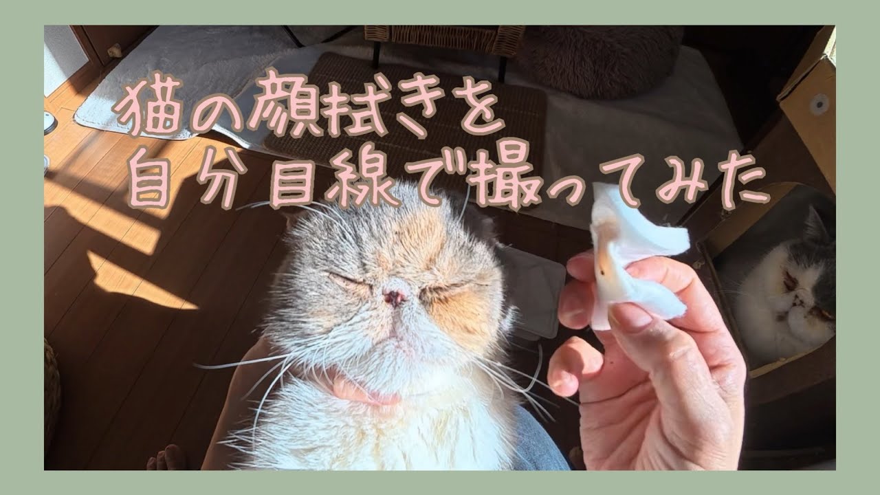 【猫の顔】のお手入れ