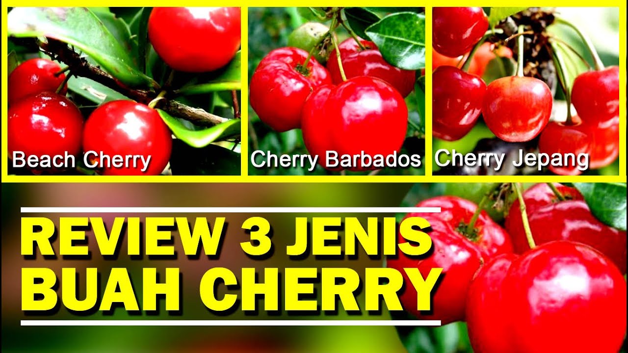 Review 3 Jenis Tanaman Buah Cherry Barbados, Beach dan Cherry Jepang