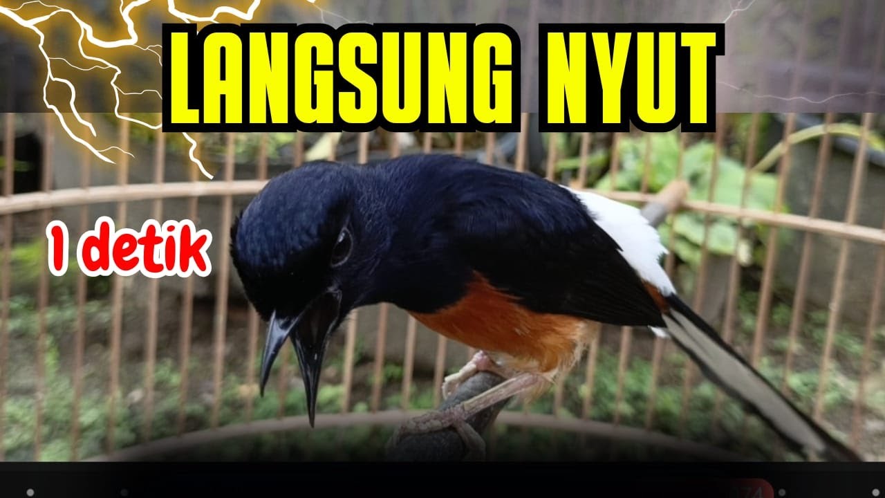 1DETIK PUTAR‼️ PANCINGAN MURAI BATU GACOR PAGI-SORE SEKALI DENGAR MURAI BATU APAPUN LANGSUNG BUNYI