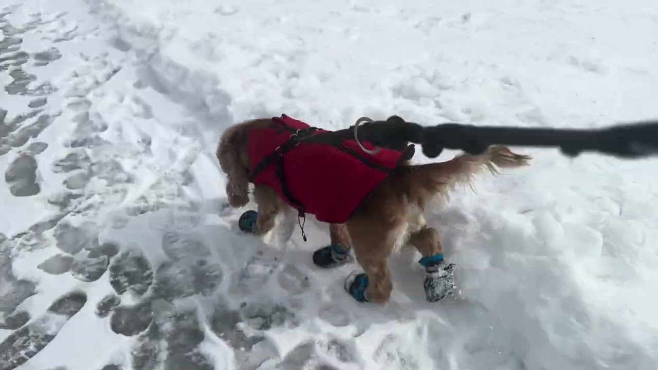 Naglakwatsa na naman si Riley😊