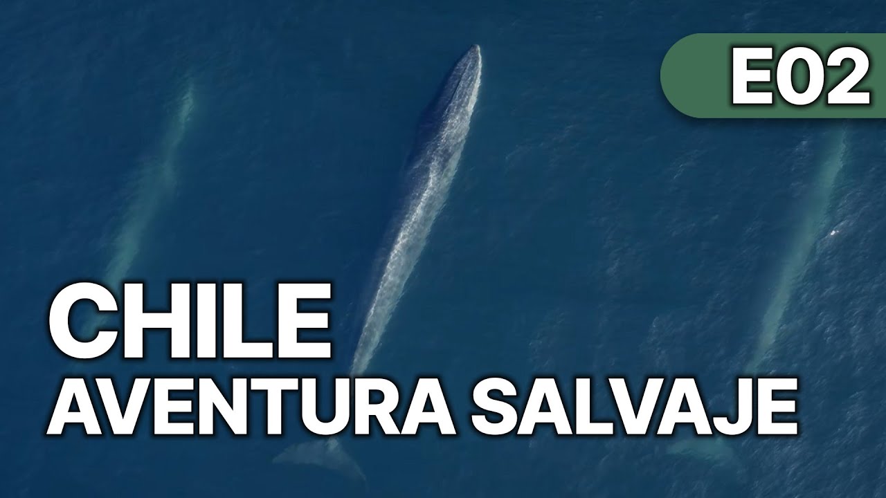 Chile - Un Viaje Salvaje - EP 2 | La Reina de los Océanos