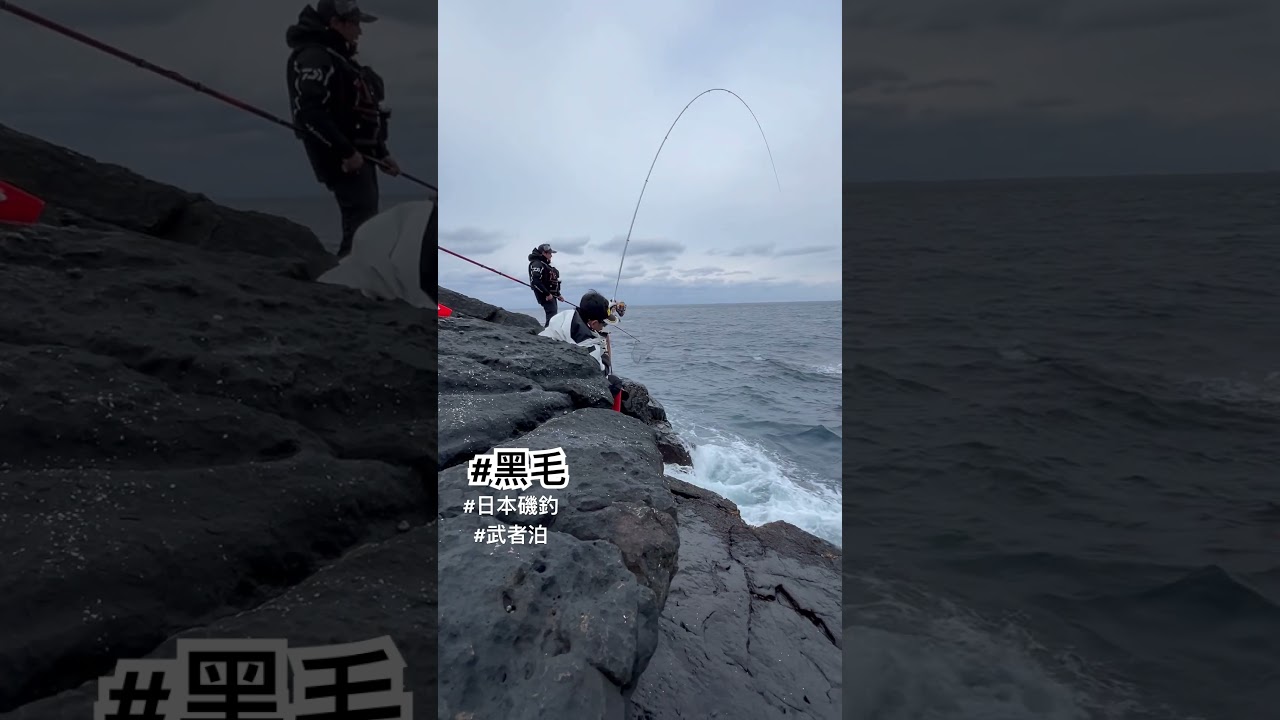 日本磯釣丨黑毛丨武者泊 愛媛縣丨#釣り #釣魚 #磯釣り #磯釣 #黑毛 #磯 #fishing