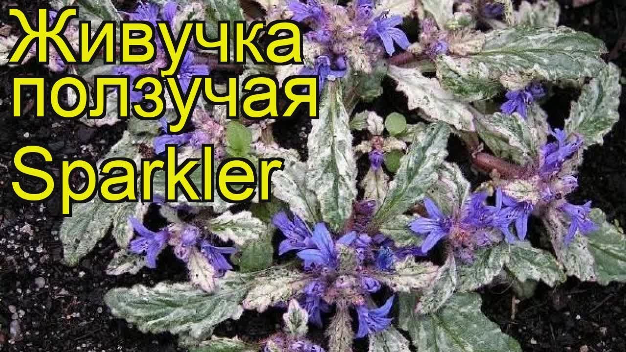 Живучка ползучая Бенгальский огонь. Краткий обзор, описание характеристик ajuga reptans Sparkler