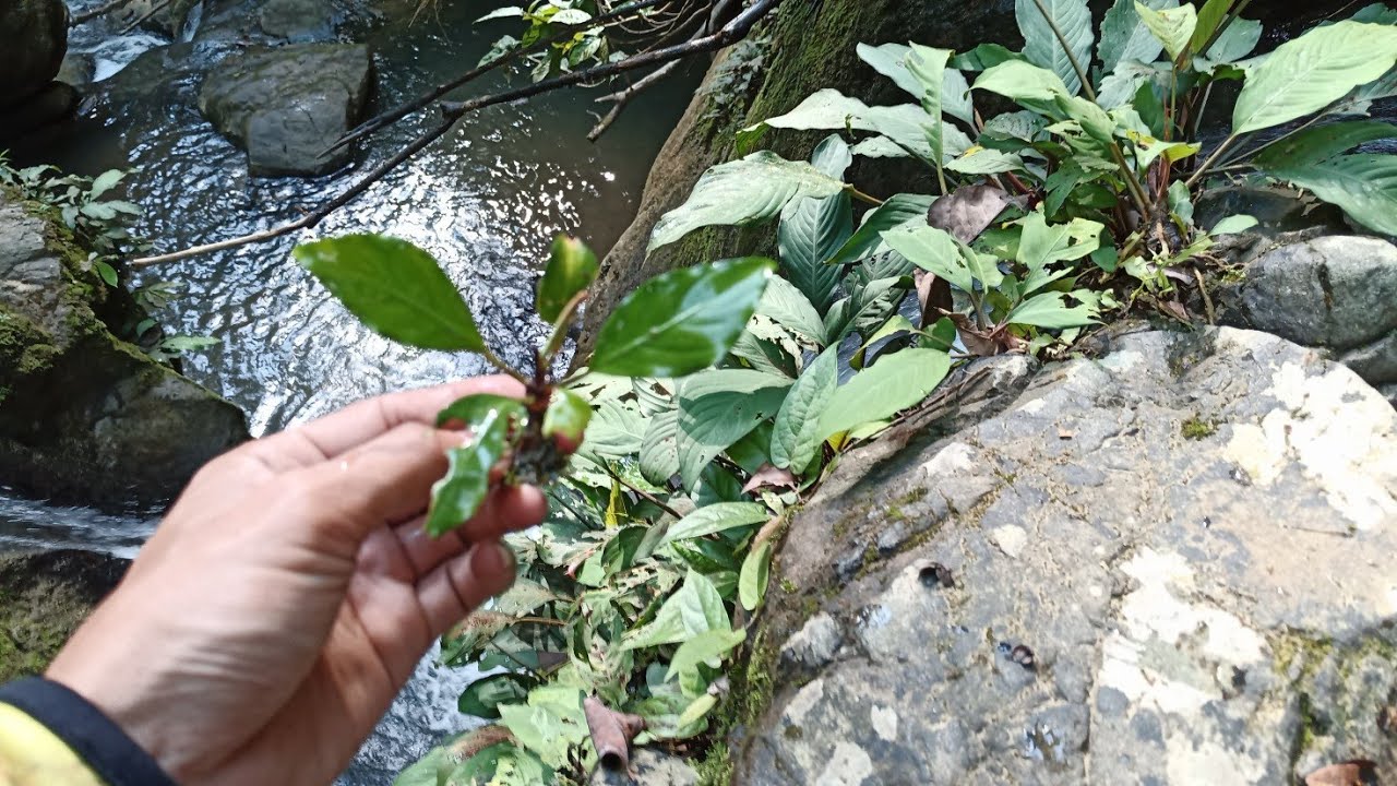 Berburu Tanaman Aquascape  Anubias,Di pedalaman Hutan Kaltim.
