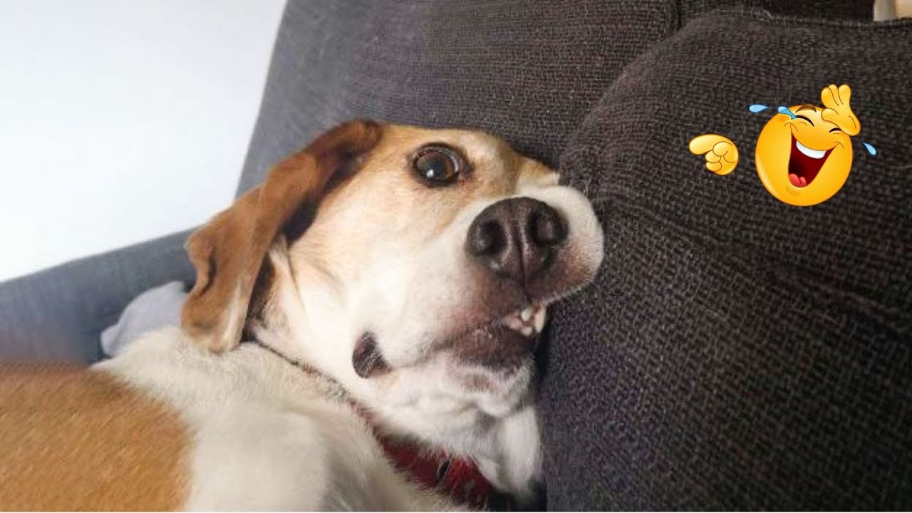 These Dog Videos of the Year Will Make You Laugh Way Too Hard 😂🐶