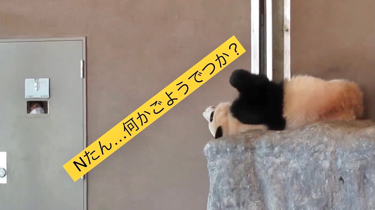 【Nさんに呼ばれ🌈彩浜出向くも扉が(*_*;】Nさんの放送を聞き帰る…Saihin is disappointed even though she was called by the keeper