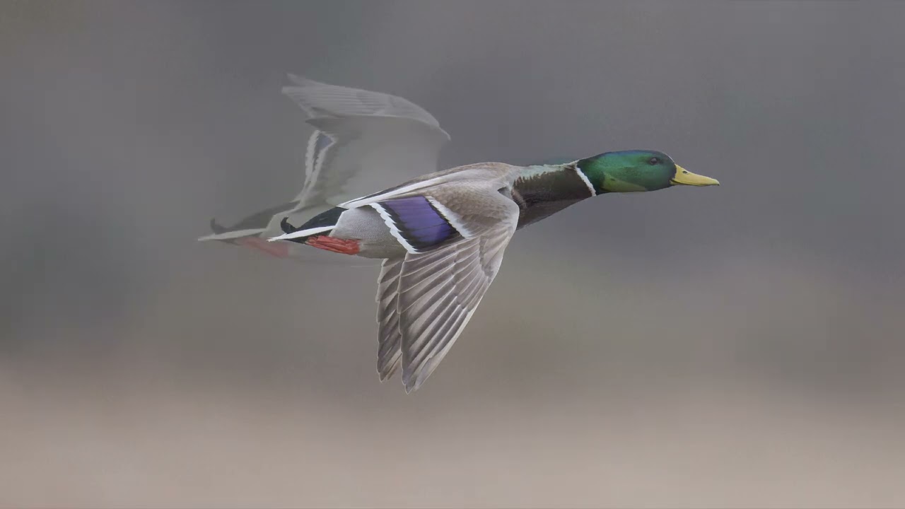 A visit to RSPB Burton Mere   February 2025