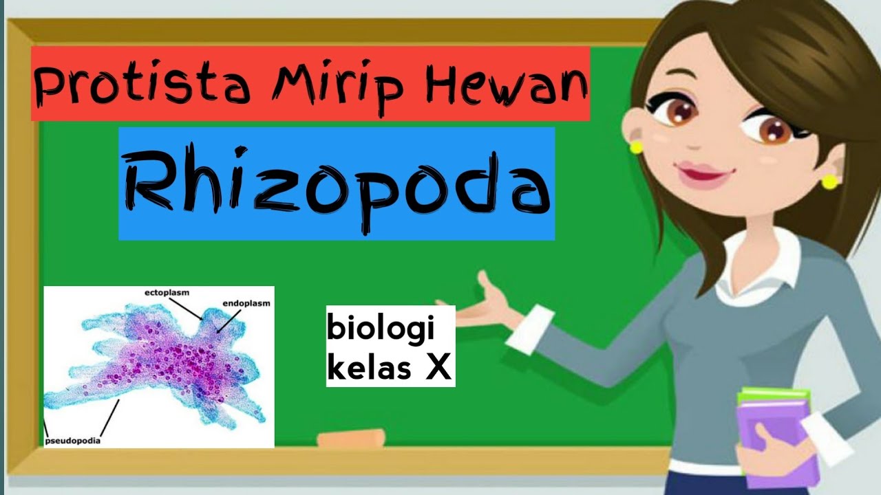 Rhizopoda Kelas 10 | Materi Biologi Protista Mirip Hewan