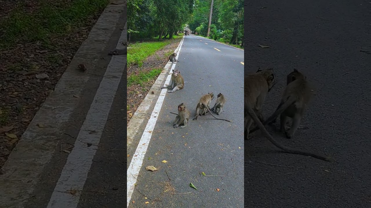 action available monkey .  #shorts