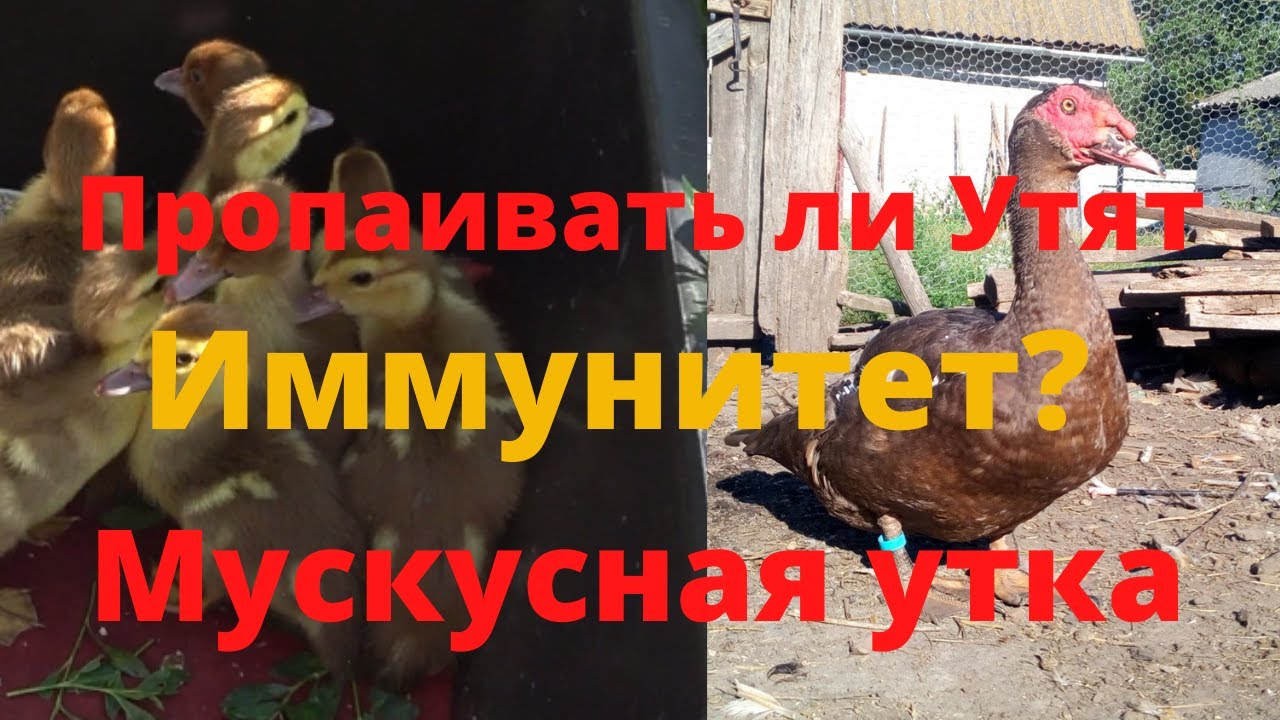 Почему умирают мускусные утята Чем пропаивать мускусных утят тяжелой линии Падеж мускусных утят