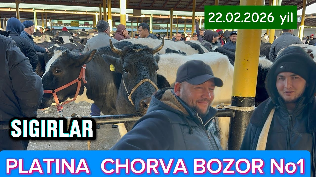 TOSHKENT VIL BUSTONLIQ TUMANI  PLATINA MOL BOZOR SIGIR NARXLARI