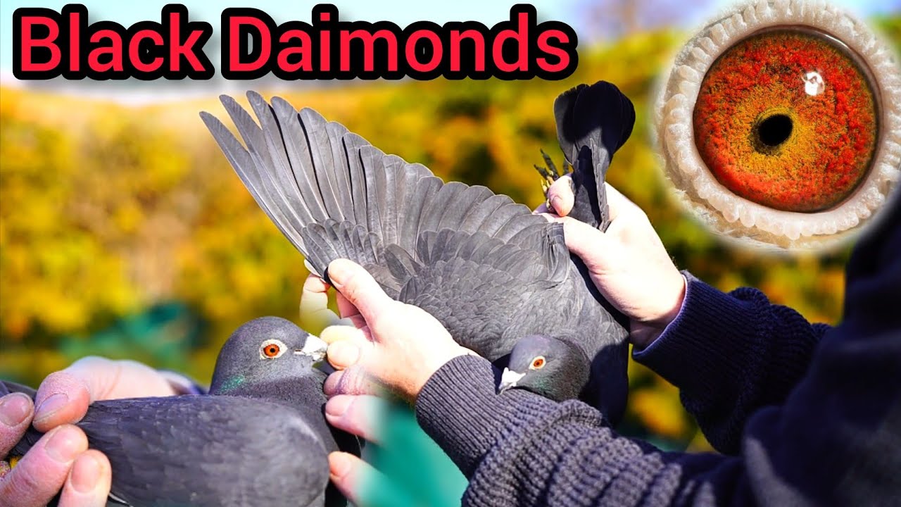 Black Daimond  Racing Pigeons 2022 | Pigeonauctions | Racer Pigeon | Kalapati