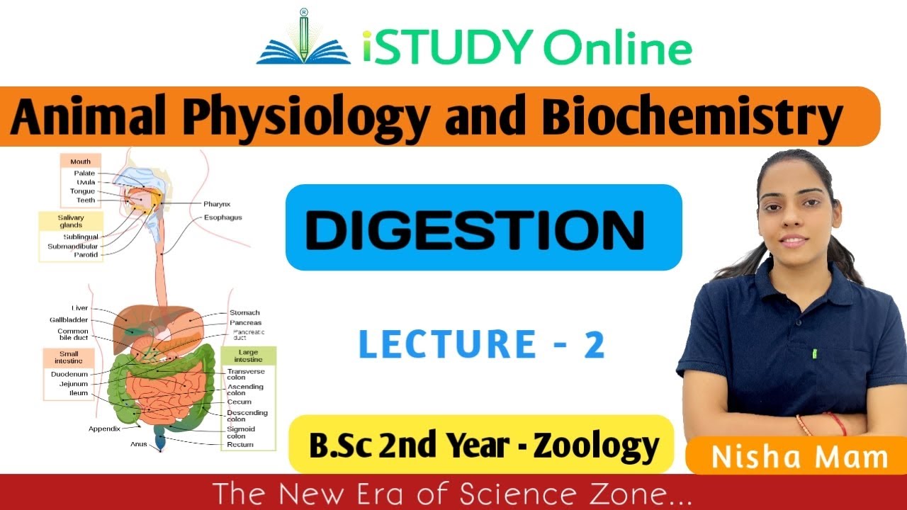 Digestion | lect-2 | Animal Physiology and Biochemistry | Zoology | B.Sc 2nd Year | iSTUDY Online