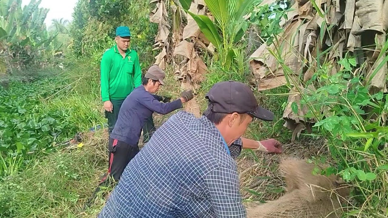 Săn chuột cống nhum đồng số 6