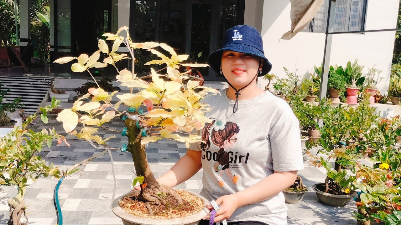 15/3/2026 cam thiên lộc Lộc đỏ trường thịnh bonsai đế đẹp giá rẻ☎ 0939099607 Thúy Hằng
